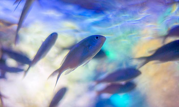 Kuyuda balık görmek