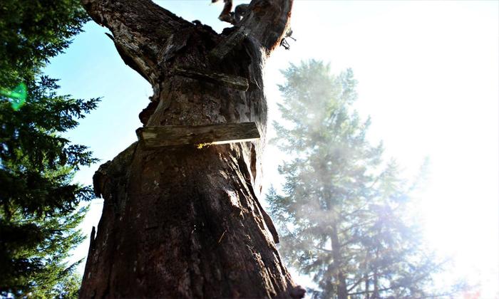 Rüyada ağaca çıkmak