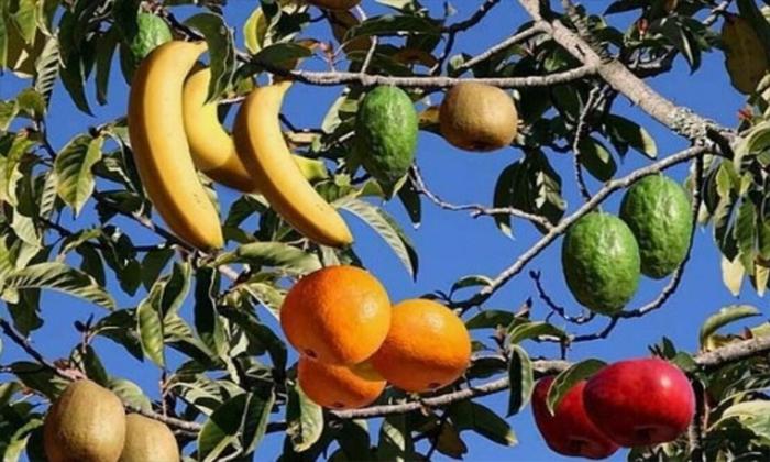 Rüyada ağaçta farklı meyveler görmek