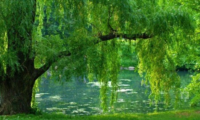 Rüyada bilinen ağaç görmek