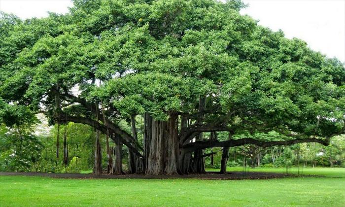 Rüyada bilinmeyen ağaç görmek