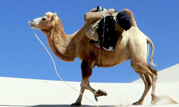 Rüyada binek hayvanıyla hacca gittiğini görmek