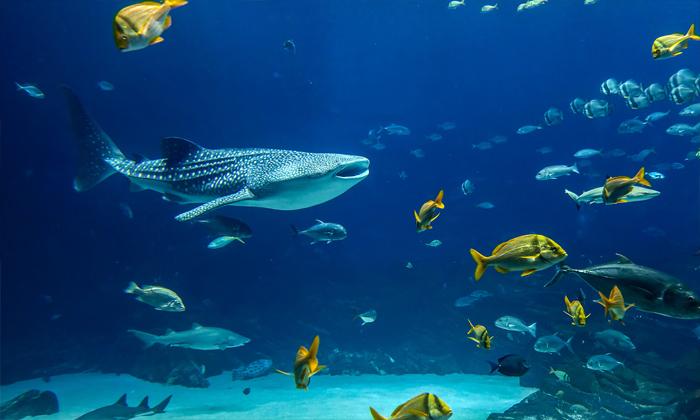 Rüyada büyük balık avlamak