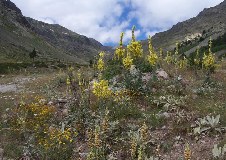 Rüyada Bir Dağa Yaslandığını Görmek