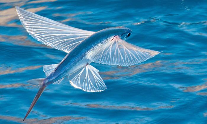 Rüyada deniz yolculuğunda balık görmek