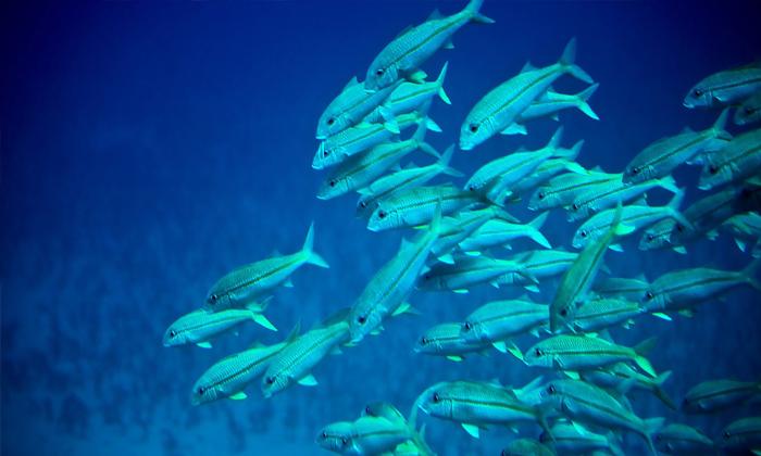 Rüyada derisi yumuşak balık görmek