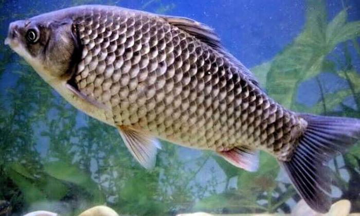 Rüyada kaynak sularında balık görmek