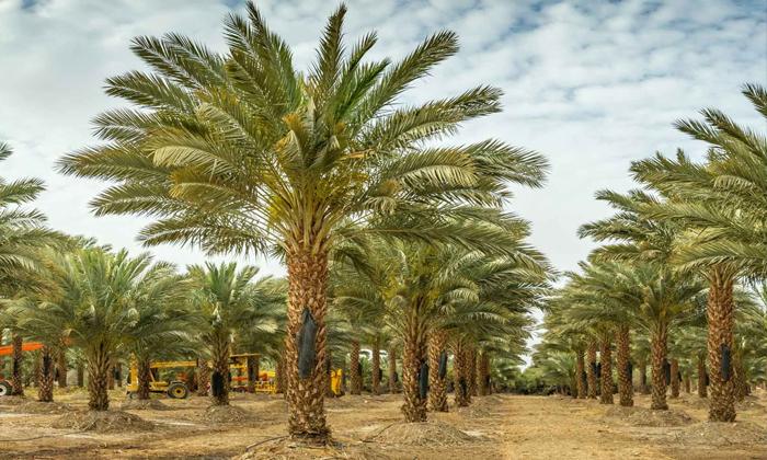 Rüyada meyve ağacı görmek