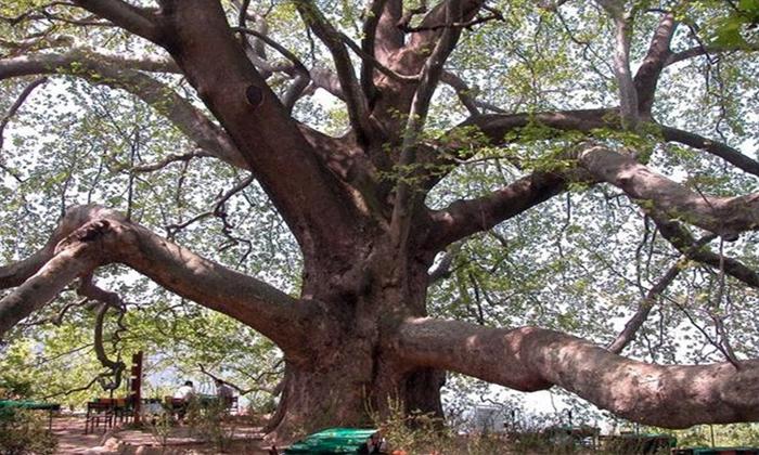 Rüyada meyvesiz ağaç görmek