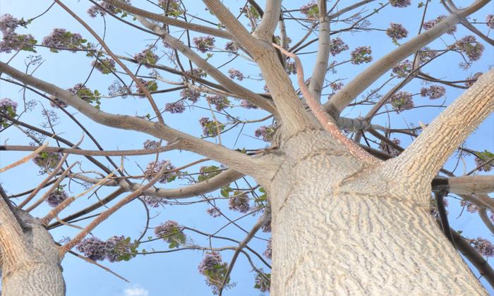 Rüyada tanınmayan ağaç görmek