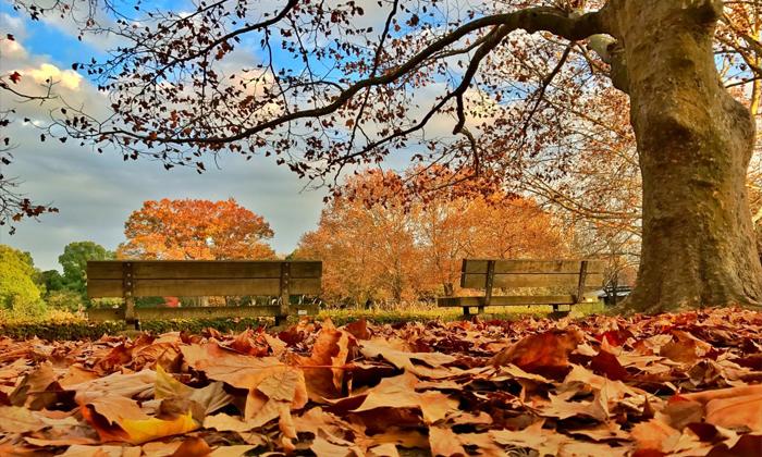 Rüyada yaprak döken ağaç görmek