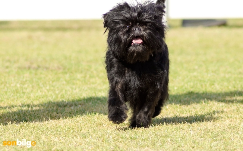 Büyümeyen Köpek Cinsleri [Büyümeyen 16 Köpek Türü]