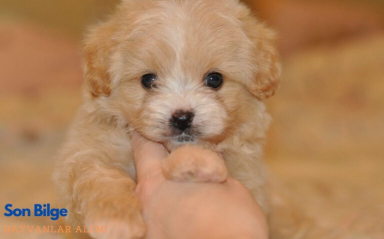 Büyümeyen Köpek Cinsleri: Evde Beslenebilecek Köpek Türkeri