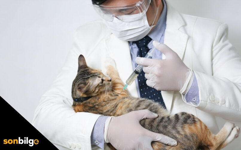 Kedi Aşı Takvimine Uyulmadığı Takdirde Neler Olur?