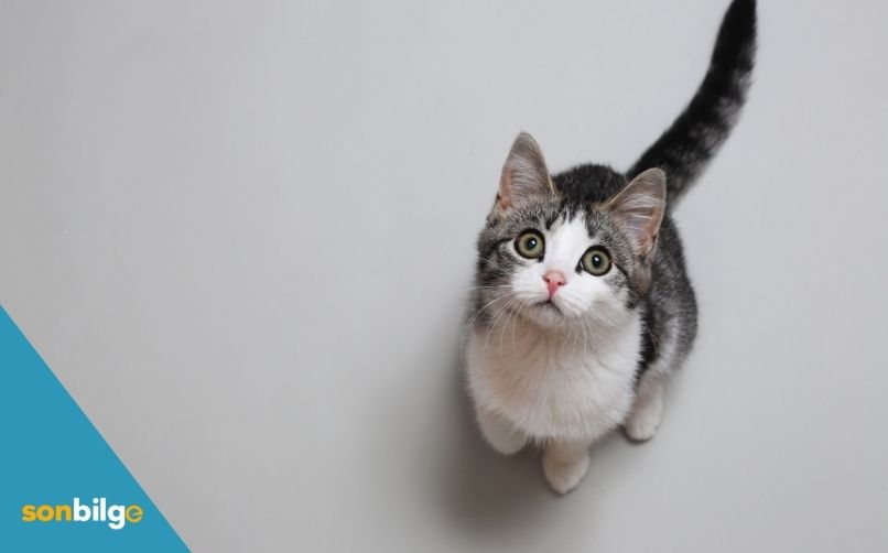 Doğru Kedi Irkı Neden Önemlidir?