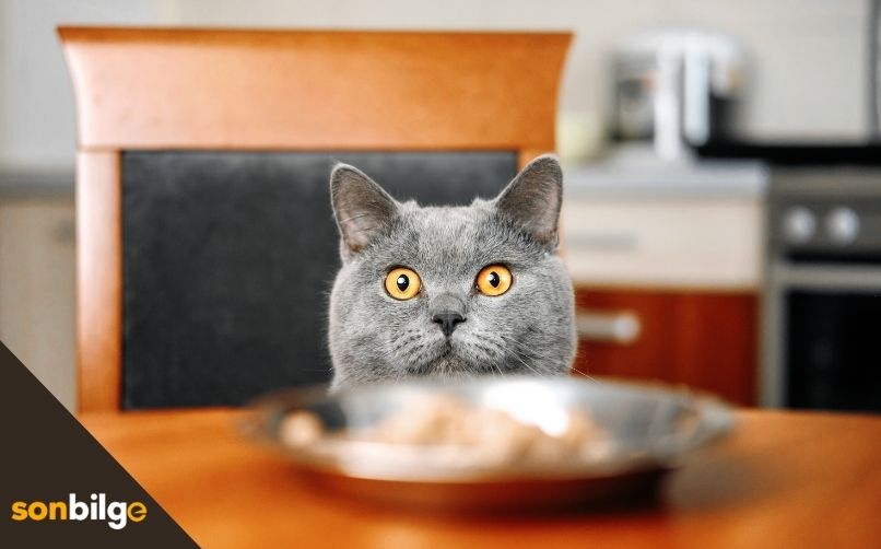 En İyi Kedi Maması Önerisi