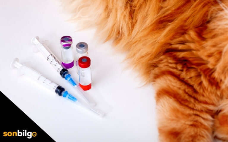 Yavru ve Yetişkin Kedi Aşılama Takvimi