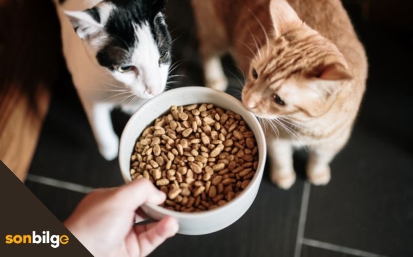 Kedi Maması Seçerken Dikkat Edilmesi Gerekenler [ ✅UZMAN ÖNERİLERİ]