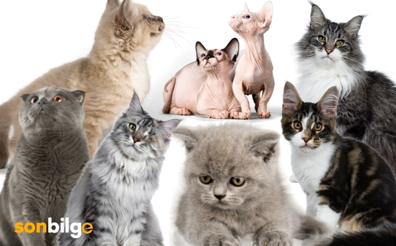 Kedi Sahiplenmeden Önce Sorulması Gereken 5 Soru