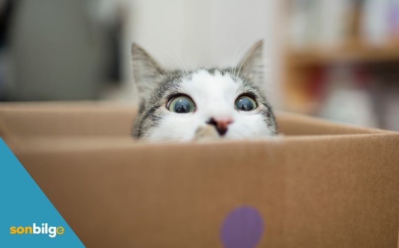 Kedi sizin için doğru tercih mi