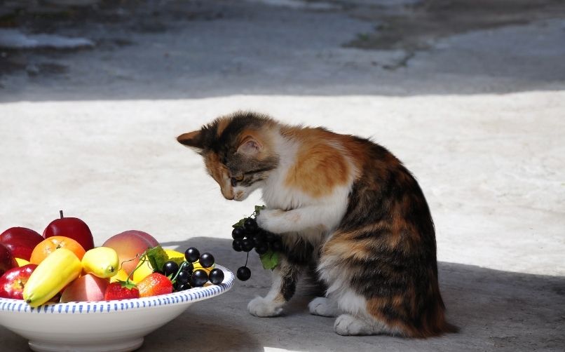 Kediler Meyve Yer mi?