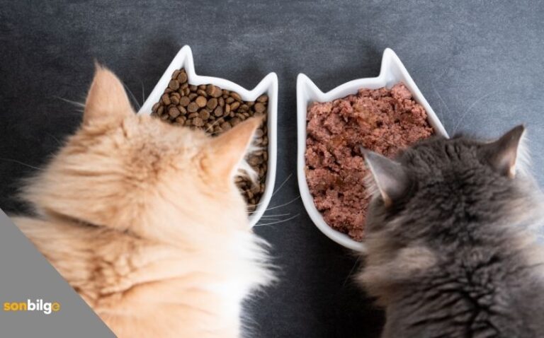 Kediler Ne Yer?, Mama Dışında Kedilerin Yiyebilecekleri Yiyecekler