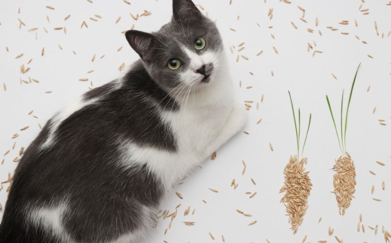Kediler Tahıl Yer mi?