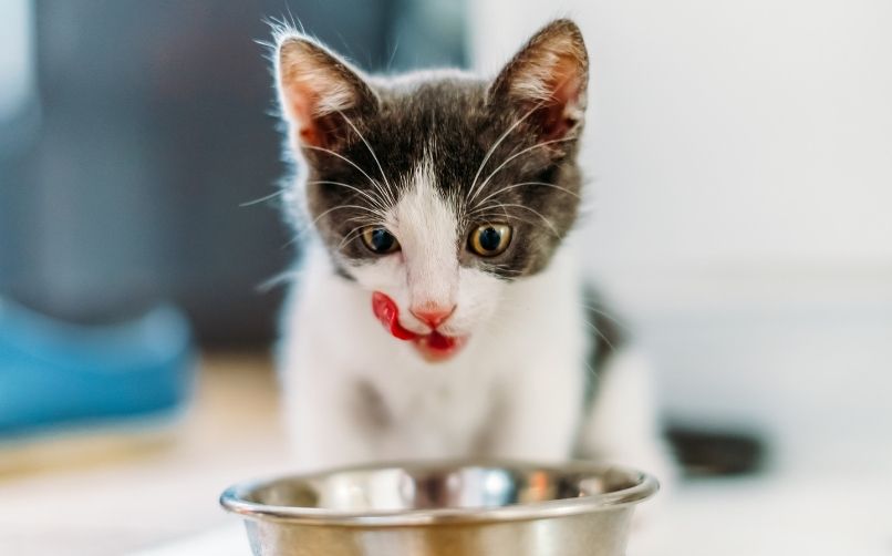 Kedilerin Yememesi Gereken Zararlı Yiyecekler