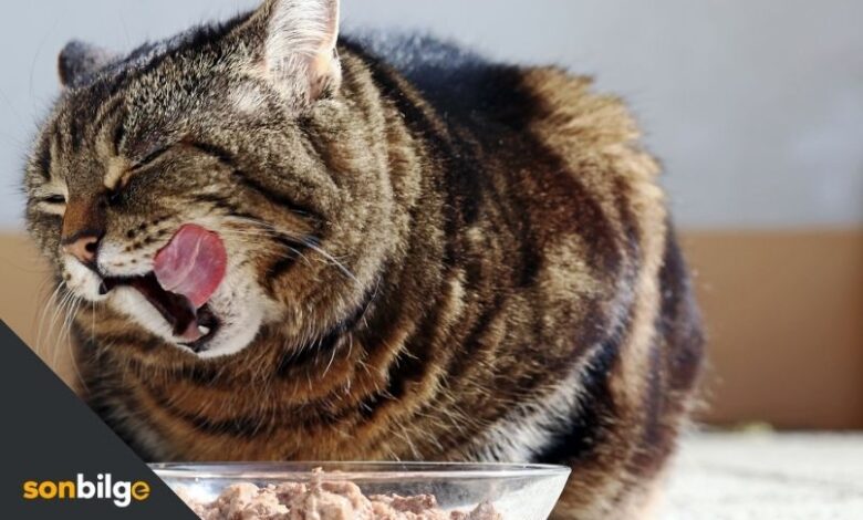 Yuksek Kalorili Kedi Mamasi En Iyi 5 Kedi Mamasi