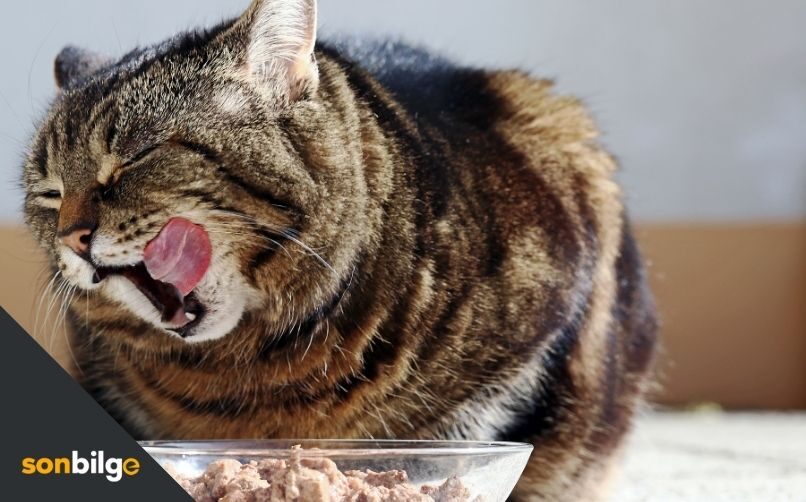 Kedinize Kilo Aldıracak Yüksek Kalorili Mama Önerileri