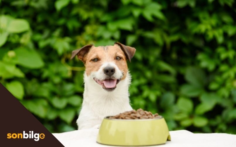 Düşük Kalorili En İyi Kısırlaştırılmış Köpek Maması Önerileri