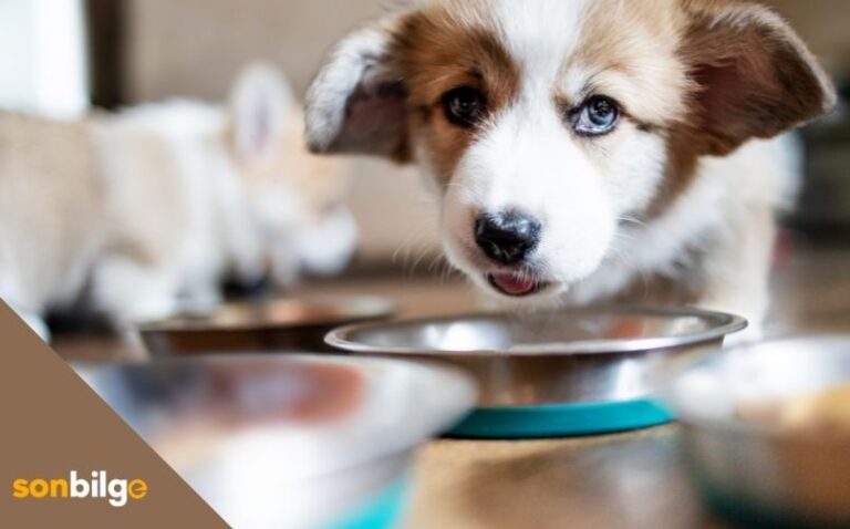 Köpeğinizin Gelişimini Destekleyecek En İyi Yavru Köpek Maması Önerileri