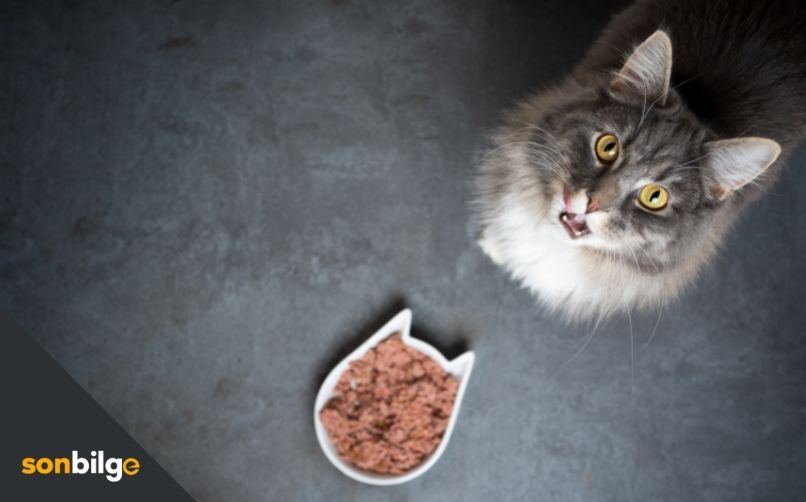 Yüksek kalorili kedi maması