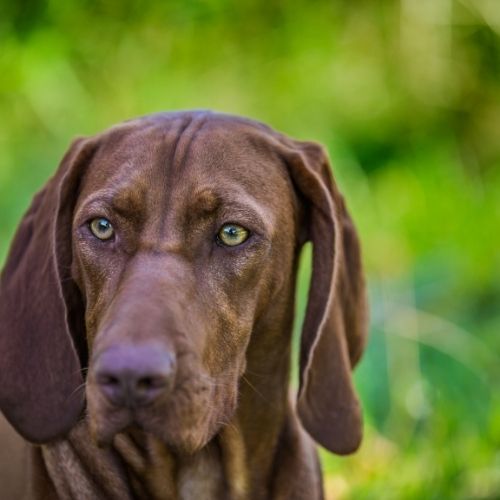 Bloodhound