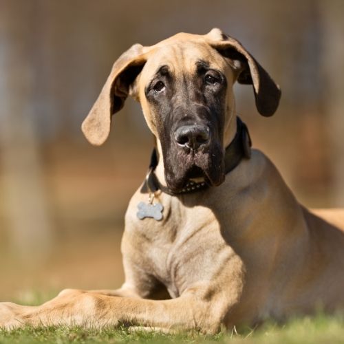 Great Dane