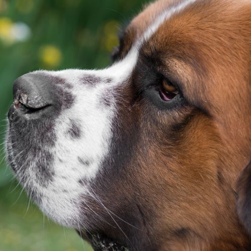 Saint Bernard