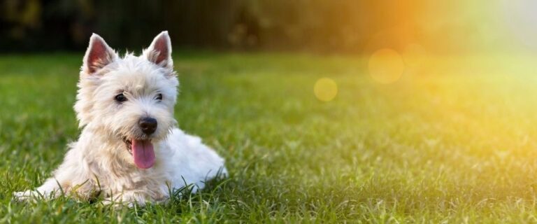 En Az Havlayan Köpek Cinsleri Hangileridir? | 10 Köpek Önerisi