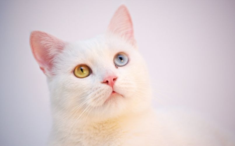 En iyi kedi maltı