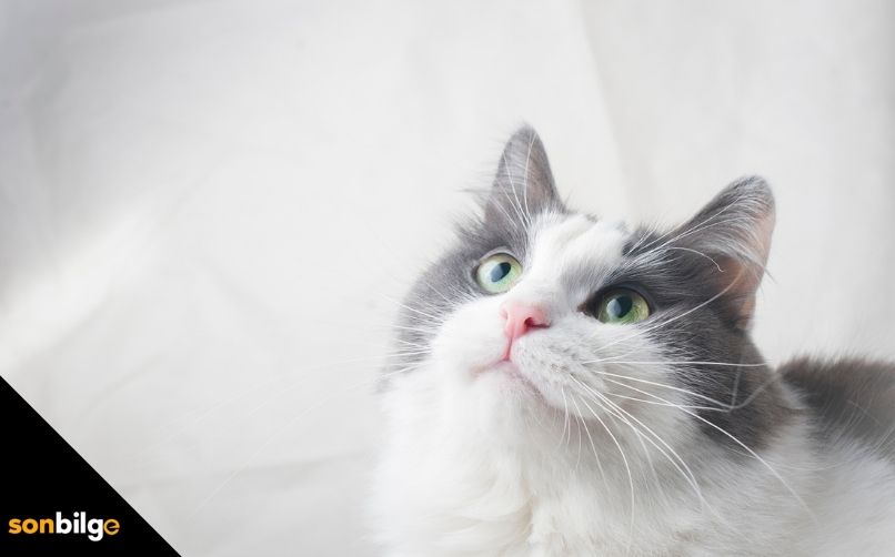 Kedilerde Tüy Yumağı Belirtileri Nelerdir?