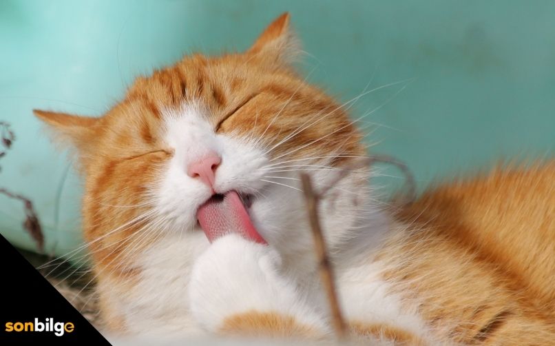Kedi Tüy Yumağı Tedavisi Nasıl Olur?