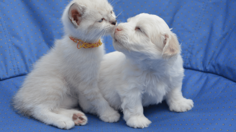 Kedi ve Köpek İçin DNA Test Kitleri
